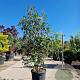 Photinia fraseri 'Red Robin' 200-250 cm 45L