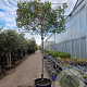 Photinia fraseri 'Red Robin' 180 cm stam container 16-18 lei 180x120