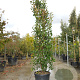 Photinia fraseri 'Red Robin' 275-300 cm 50L