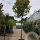 Photinia fraseri 'Red Robin' 200 cm stam container 20-25 leiboom