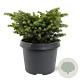 Picea a. 'Little Gem' 20-25 cm 3,0L