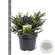 Picea a. 'Nidiformis' 25-30 cm 3,5L