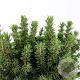 Picea gl. 'Alberta Globe' 25-30 cm 5,0L
