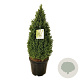 Picea gl. Perfecta 80-100 cm 30L extra