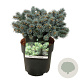 Picea pungens 'Blaukissen' 25-30 cm