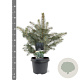 Picea pungens glauca 25-30 cm 3,5L