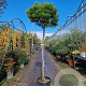 Pinus mugo mugo 180 cm stam 45L 14-16 lei 150x120