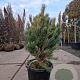 Pinus sylv. 'Watereri' 70-80 cm 30L