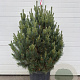 Pinus sylv. 'Watereri' 80-100 cm container