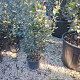 Quercus ilex 60-80 cm 3,0L