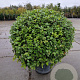 Quercus ilex 100 cm container bol