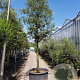 Quercus ilex 180 cm stam container 25-30