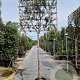 Quercus ilex 180 cm stam container 16-18 lei 180x120