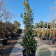 Quercus ilex 250-300 cm container meerstammig 3 stam