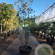 Quercus ilex 250-300 cm cont. 150L meerstammig