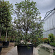 Quercus ilex 250-300 cm cont. 350L meerstammig
