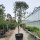 Quercus ilex 350-400 cm container