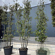 Quercus ilex 350-400 cm cont. 130L meerstammig