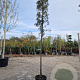 Quercus ilex 150 cm stam container 10-12 leiboom