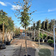 Quercus ilex 180 cm stam container 10-12 hoge lei