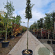 Quercus ilex 180 cm stam container 14-16