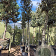 Quercus ilex 180 cm stam container 20-25