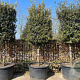 Quercus ilex GM container solitair