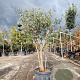 Quercus suber 120-140 cm container meerstammig