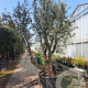 Quercus suber 350-400 cm container meerstammig solitair