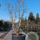 Quercus suber 350-400 cm container meerstammig solitair