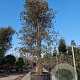 Quercus suber 450-500 cm container solitair