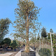 Quercus suber 450-500 cm container solitair