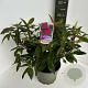 Rhododendron 'Marie Forte' 40-50 cm 5,0L