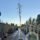 Robinia ps. 'Frisia' 200 cm stam container 14-16 hoge lei