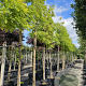 Robinia ps. 'Frisia' 12-14 HO 50L