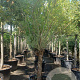 Salix alba 180 cm stam container 30-35