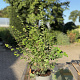 Symphoricarpos d. 'Magic Berry' 40-60 cm 2,0L