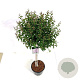 Syringa meyeri Flowerfesta Purple 80 cm stam 15L