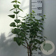 Syringa v. 'Lila Wonder' 90 cm stam 10L