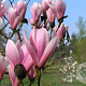 Magnolia 'Heaven Scent' 200-225 cm 20L
