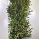 Thuja occ. 'Brabant' 200-225 cm met kluit extra