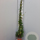 Trachelospermum jasminoides 125-150 cm 3,0L