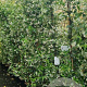 Trachelospermum jasminoides 175-200 cm 10L