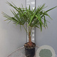 Trachycarpus fortunei 50-60 cm 6L