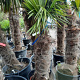 Trachycarpus fortunei 90 cm stam container