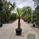 Trachycarpus fortunei 90 cm stam container