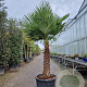 Trachycarpus fortunei 100 cm stam container