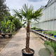 Trachycarpus fortunei 110 cm stam container