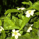 Mespilus germanica hoogstam 20L