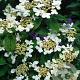 Viburnum plicatum 150-175 cm 35L meerstammig
